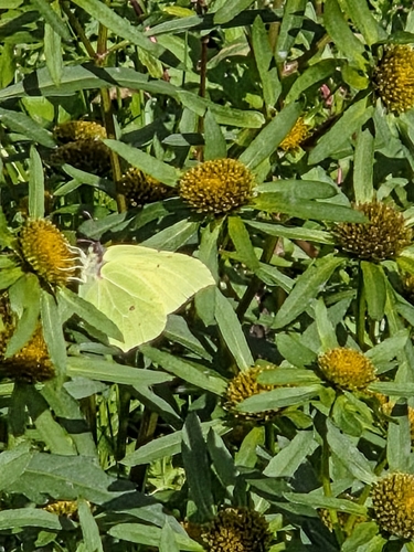 Common Brimstone