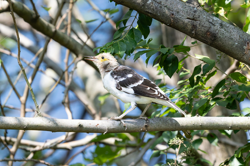 Black-collared Starling