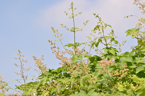 Japanese Hops