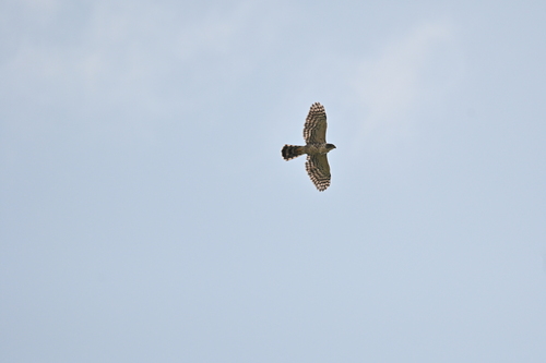 Crested Goshawk