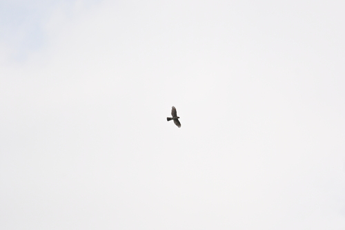 Japanese Sparrowhawk