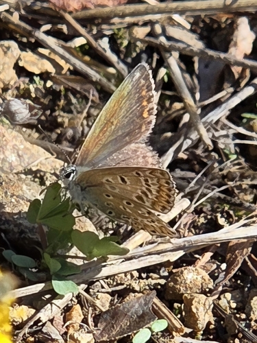 Common Blue