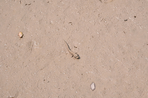 Great Blue-spotted Mudskipper