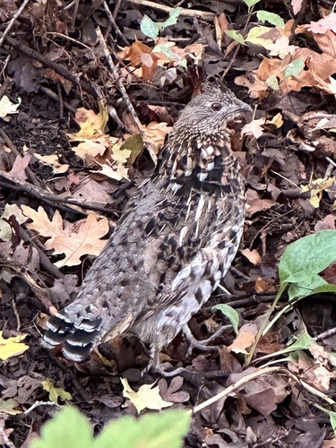Ruffed Grouse