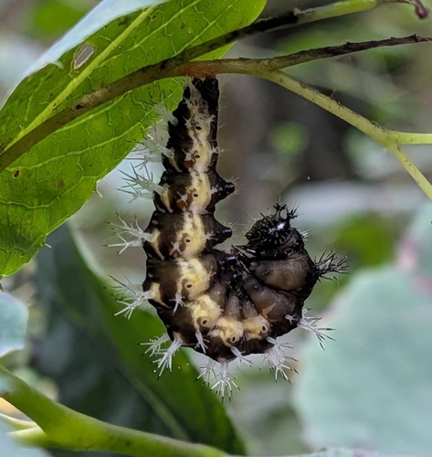 Eastern Comma