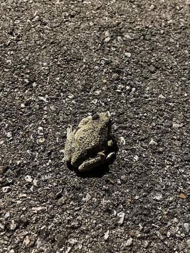 Gray Treefrog