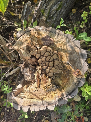 Pear-shaped Puffball