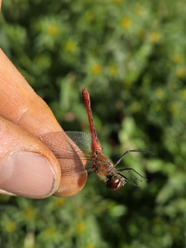 Ruddy Darter