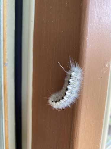 Hickory Tussock Moth