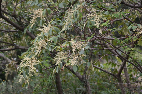 Chinese sumac