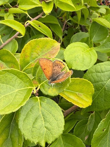 Bronze Copper