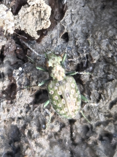 Green-footed Peacock Beetle