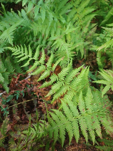 New York fern