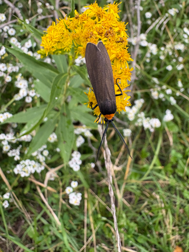 Yellow-collared Scape Moth