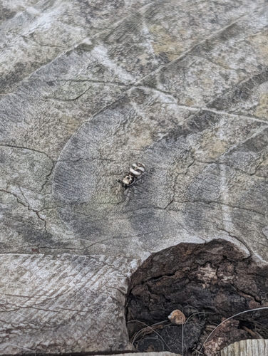 Zebra Jumping Spider