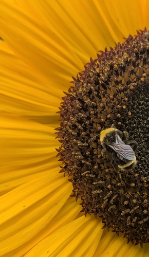 Yellow-faced Bumble Bee