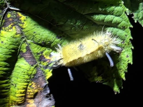 Banded Tussock Moth