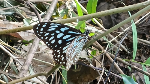 Dark Blue Tiger
