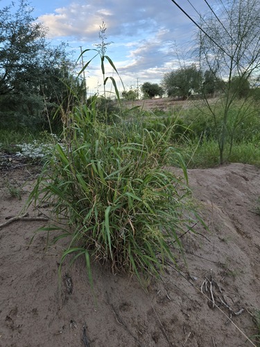blue panic grass