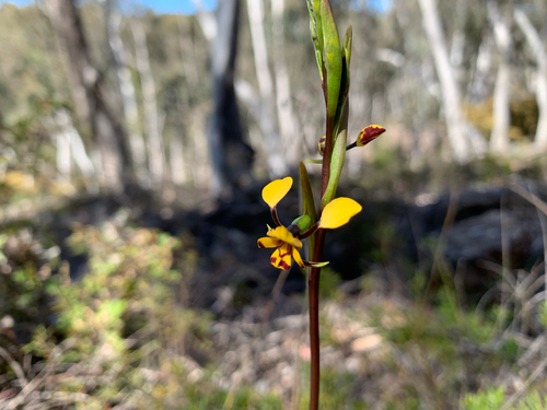 Leopard Orchid