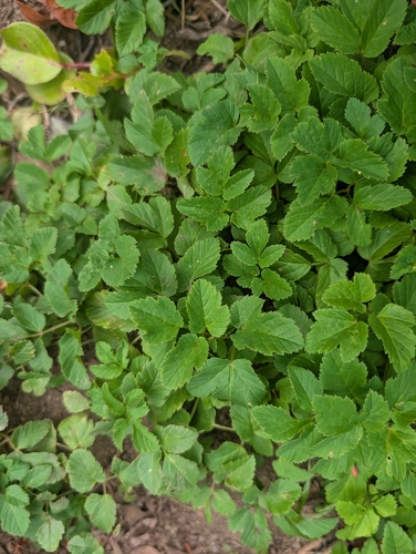 Goutweed
