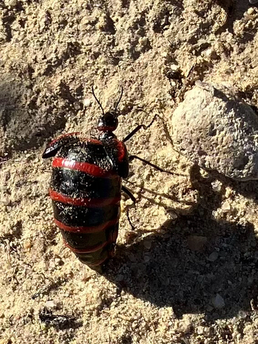 Megetra vittata