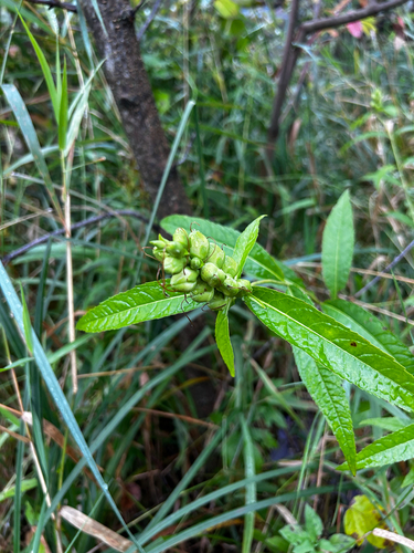 white turtlehead