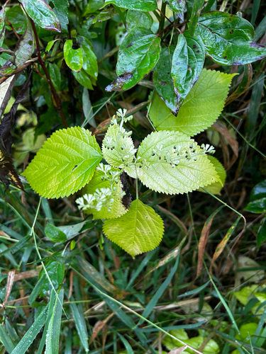 wood nettle