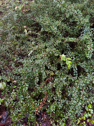 Japanese barberry