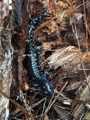 Blue-spotted Salamander