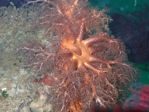 Orange Sea Cucumber