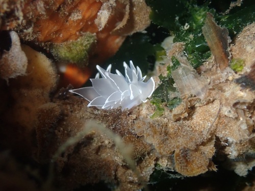 White-lined Dirona