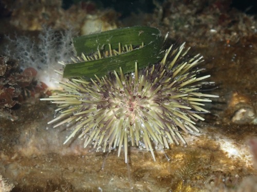 Arctic Green Sea Urchin