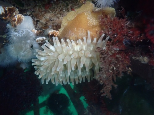 Painted Anemone