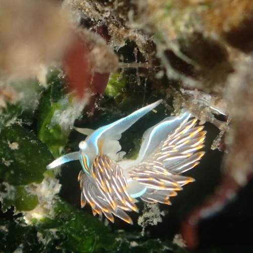 Horned Nudibranch