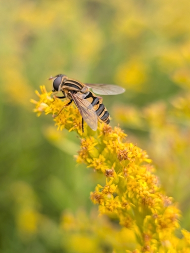 Narrow-headed Marsh Fly