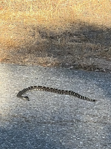 Northern Pacific Rattlesnake