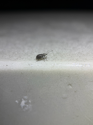 Asian Oak Weevil