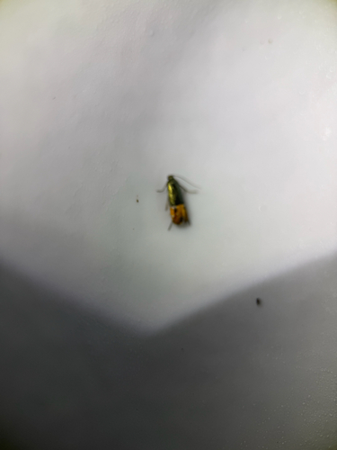 Lepidotarphius perornatella