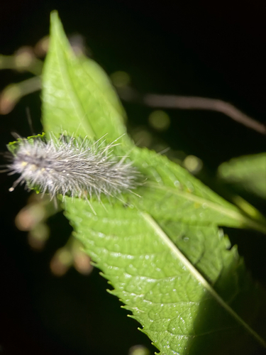 Fall Webworm Moth