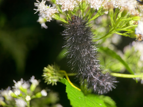 Giant Leopard Moth