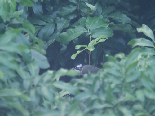 Light-vented Bulbul