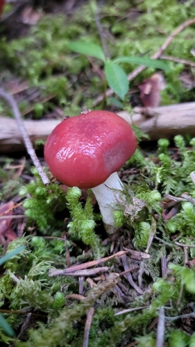 Rosy Slime Spike