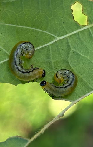 striped alder sawfly
