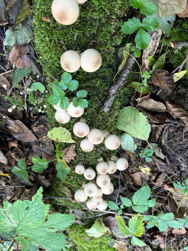 Pear-shaped Puffball