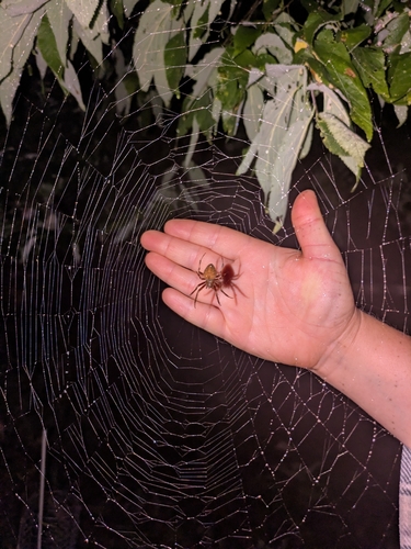 Spotted Orbweaver