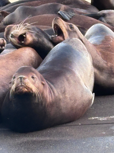 California Sea Lion