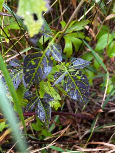 bittersweet nightshade