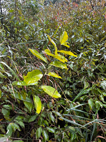common milkweed