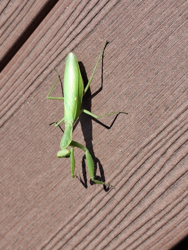 Giant Asian Mantis